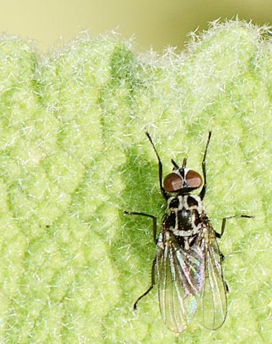 Réf. 300 258 : Anthomyia sp.